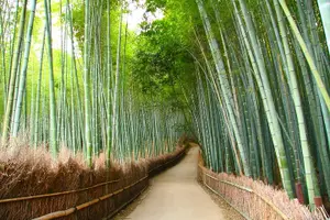 Tour image of Full Day Tour of Kyoto with Private Transportation