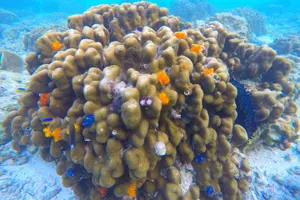 Tour image of Koh Tao Snorkeling Tour to Hidden Bays and Koh Nang Yuan
