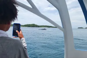 Tour image of Private Whale Watching Tour - 38ft Speedboat | Pearl Islands