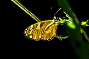 Tour image of Monteverde Tropical Forest night tour