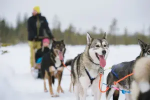 Tour image of Meet Santa Claus & Santa's Reindeer Ride & Greet Huskies