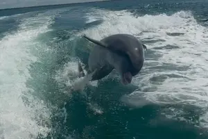 Tour image of 2 Hour Private Dolphin Sightseeing Tour