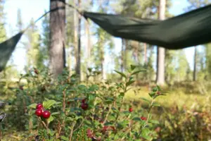 Tour image of Cocooning in the HaliPuu forest: The ultimate Arctic hammock relaxation