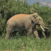 Image of Wildlife Watching