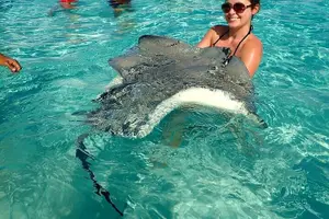 Tour image of Stingrays, Starfish and Snorkeling Tour