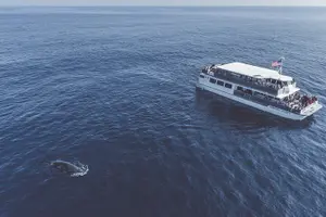 Tour image of Luxury Whale Watching: Fewer People, Extra Speed, Expert Staff
