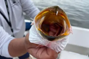 Tour image of Half-Day Private Guided Inshore Fishing Charter on the Nature Coast