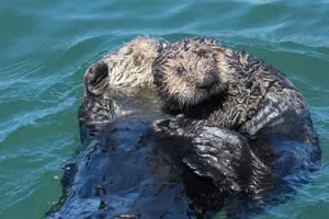 Tour image of Afternoon Whale Watch