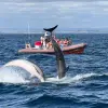 Image of Speed Boat Rentals