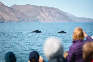 Tour image of Traditional Oak Ship Whale Watching Tour From Husavik
