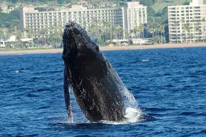 Tour image of Small-Group Whale Watching Adventure