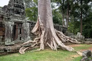 Tour image of Siem Reap: Angkor Sunrise Tour by Bike with Breakfast & Lunch