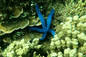 Tour image of Guam's 5 Star Guided Snorkeling Tour!