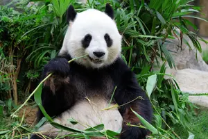 Tour image of Best of Chongqing One Day Tour: Stilwell Museum, Arhat Temple, Eling Park, Panda