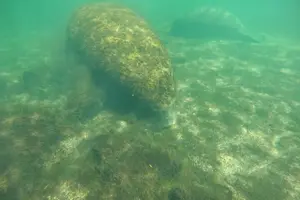Tour image of Guided Crystal River Manatee Snorkeling Tour with Free Photos