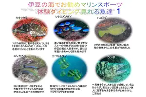 Tour image of Experience diving　Scuba diving in Japanese waters!!　It's your first time.Beginner to veteran instructors will guide you with kindness and care.
