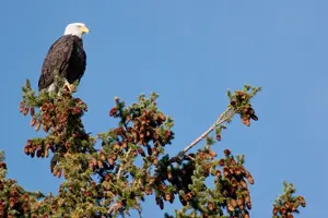 Tour image of Half-Day Wildlife Safari Tour in Grand Teton National Park