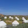 Image of Pack Animal Tours