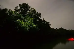 Tour image of Bohol Firefly Watching (Private)