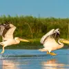 Image of Bird Watching