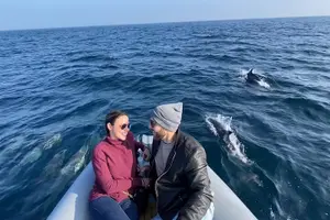 Tour image of Family and Private Group Whale and Dolphin Watching