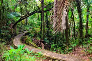 Tour image of Half Day Adventure Private Tour in El Yunque Rainforest