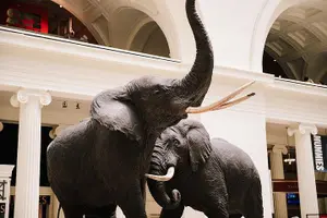 Tour image of Field Museum of Natural History All-Access Pass