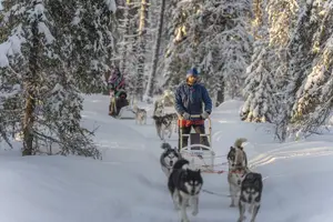 Tour image of Snowy Trails 10km Husky Safari from Rovaniemi