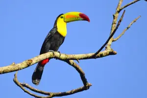 Tour image of 3-hour Belize Birdwatching Guided Tour