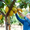 Image of Plantation Tours