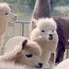 Image of Wildlife Encounters