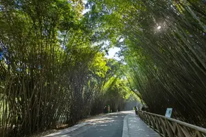 Tour image of Chengdu Panda Research Base Tickets And Optional Private Tour