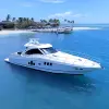 Image of Dolphin Watching