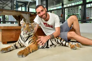 Tour image of Tiger Park Tickets with Tiger Interactions: Non-Thai Residents