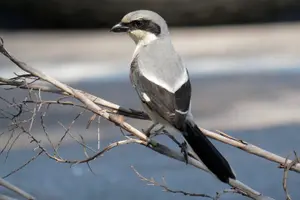 Tour image of Half-Day Private Bird Tour of Fort De Soto Park in St. Petersburg - 2 person max