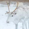 Image of Pack Animal Tours