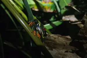 Tour image of Jungle Night tour in Tortuguero : Wildlife and Adventure.