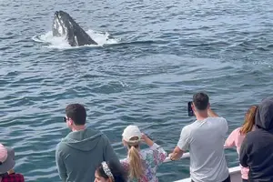 Tour image of Monterey Whale Watching Tour