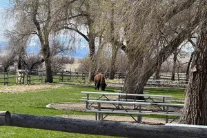 Tour image of Private Antelope Island & Great Salt Lake Tour