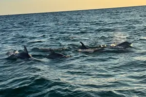 Tour image of 2 Hour Private Dolphin and Sightseeing Tour Shell Island