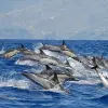 Image of Dolphin Watching