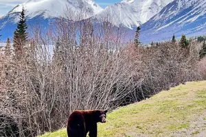 Tour image of Private luxury shore excursion Skagway, AK to Emerald Lake, Yukon.