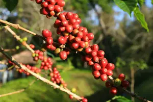 Tour image of Flowers Route Tour-Colonial Towns, Handicraft & Coffee Plantation