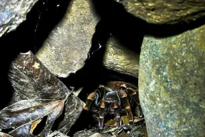 Tour image of Monteverde Coffee, Chocolate and Night Tour