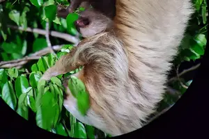 Tour image of Small Group Wildlife Refuge Monteverde Night Walking Tour