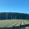 Image of Plantation Tours