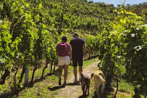 Tour image of Vineyards, Albanian Wine Tasting & Boat Tour from Durres/Tirana