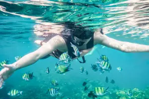 Tour image of Koh Rok and Koh Haa Snorkeling Tour with Beachside Lunch