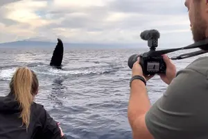 Tour image of Eco-Raft Tour: Eye-Level Whale or Dolphin Watching from Lahaina