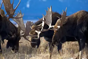 Tour image of Half Day Group Sunset Wildlife Safari